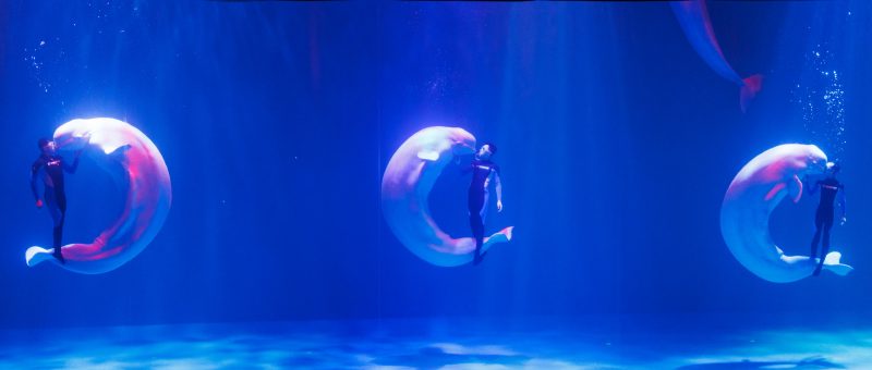 White Whale