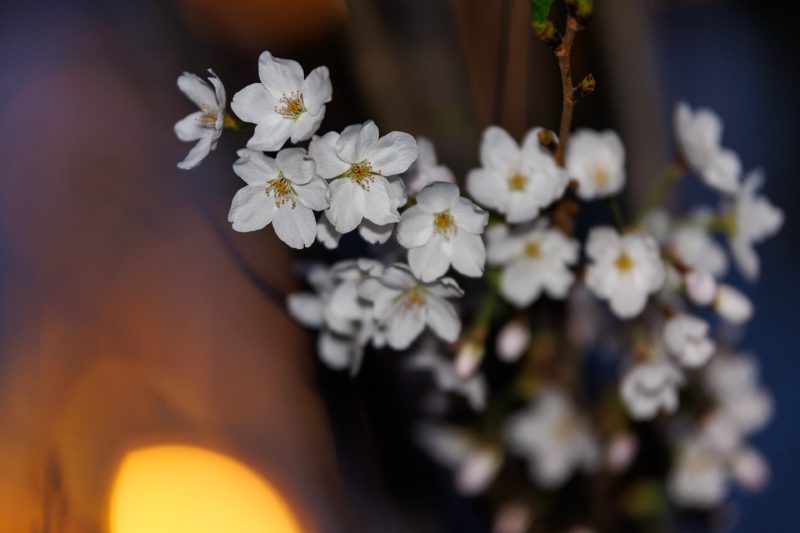 Sakura