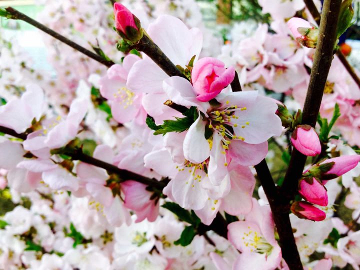 Spring_1