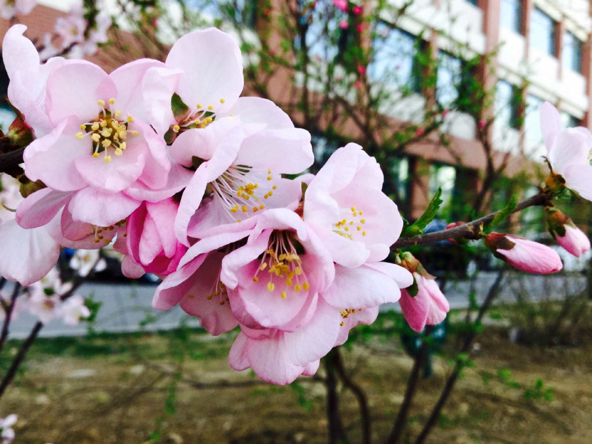 Spring_4