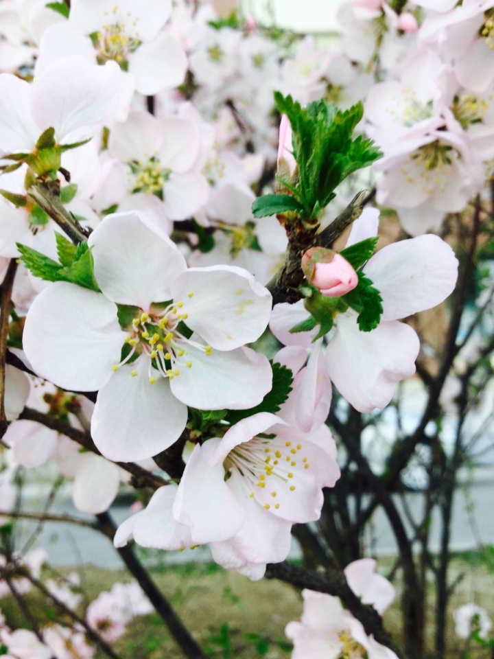 Spring_5