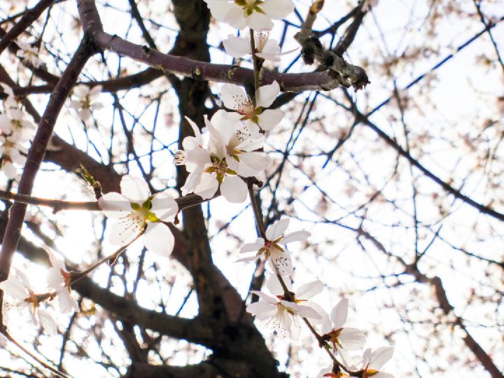 Spring_6
