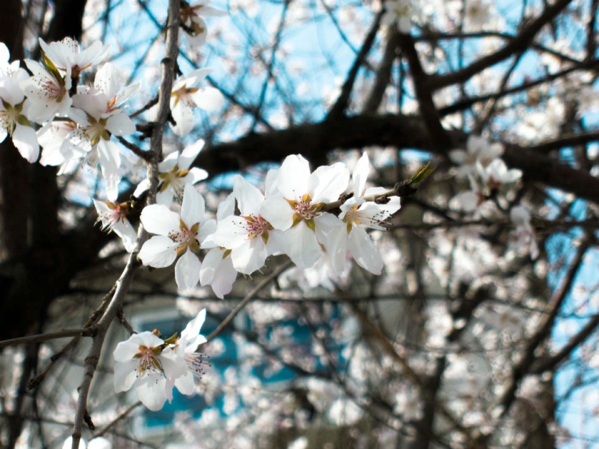Spring_7