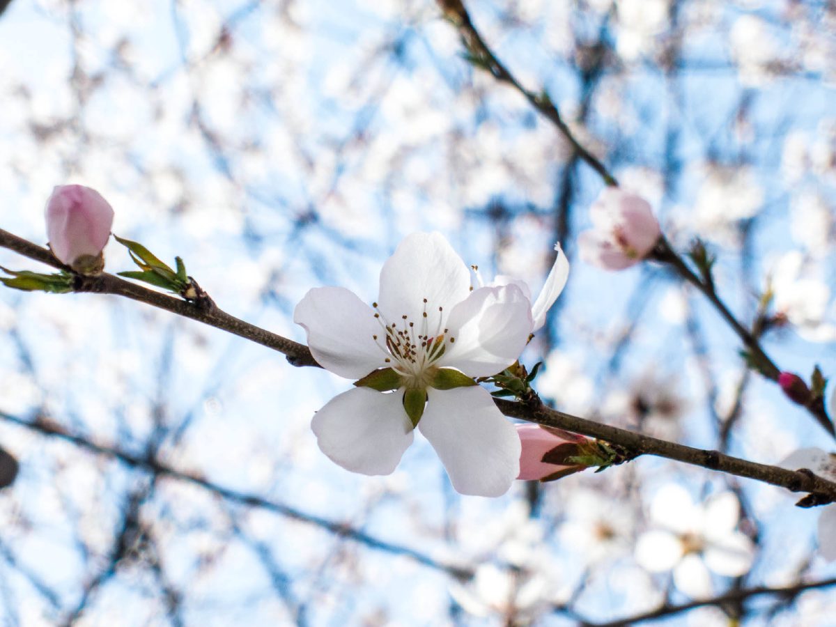 Spring_8