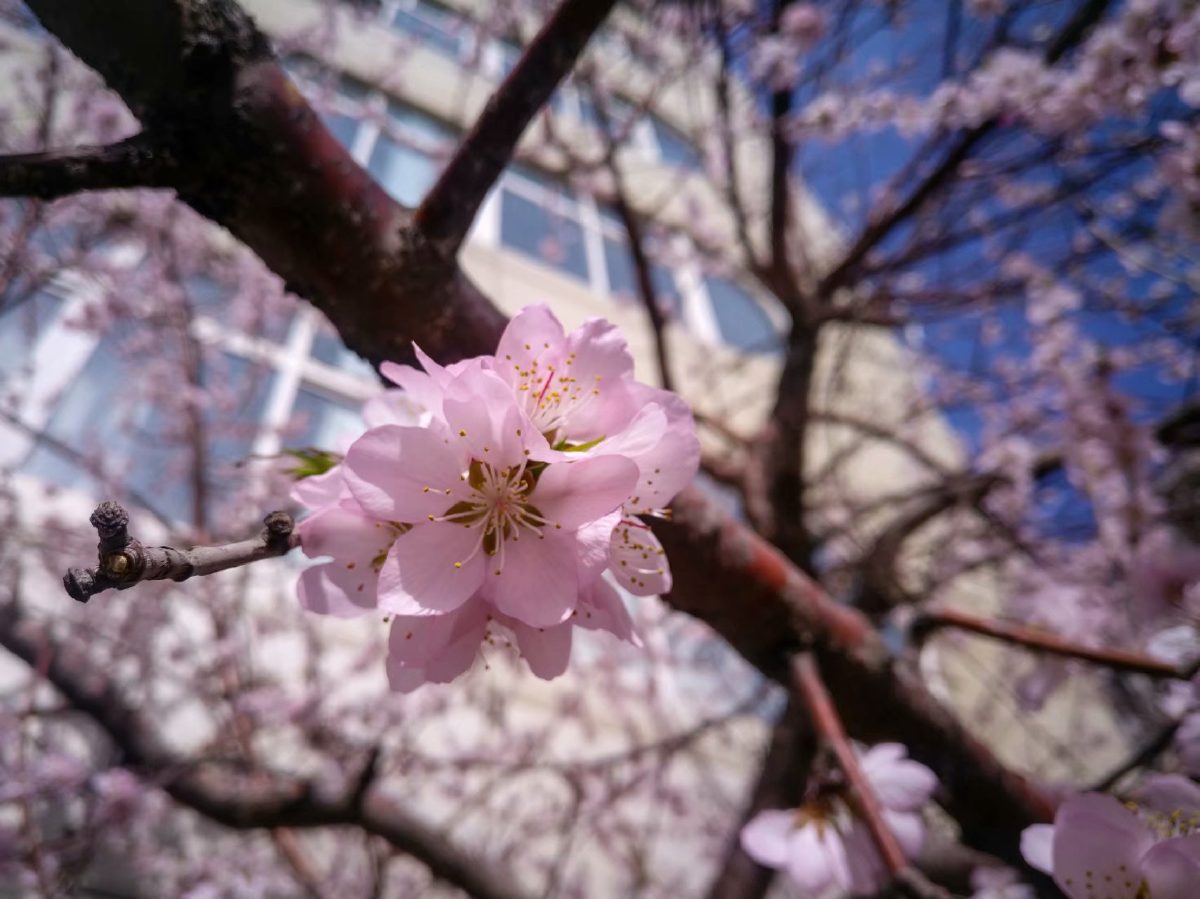 Spring 1