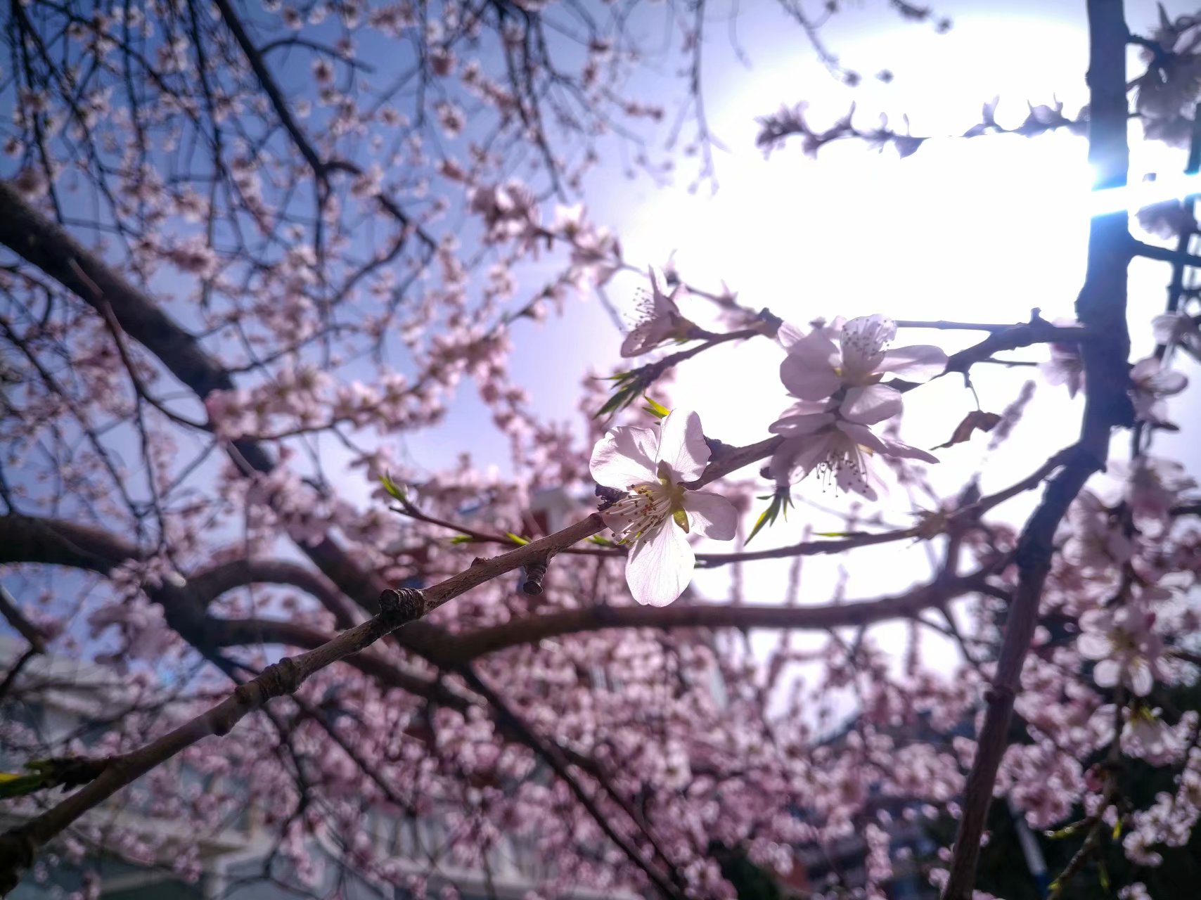 Spring 2