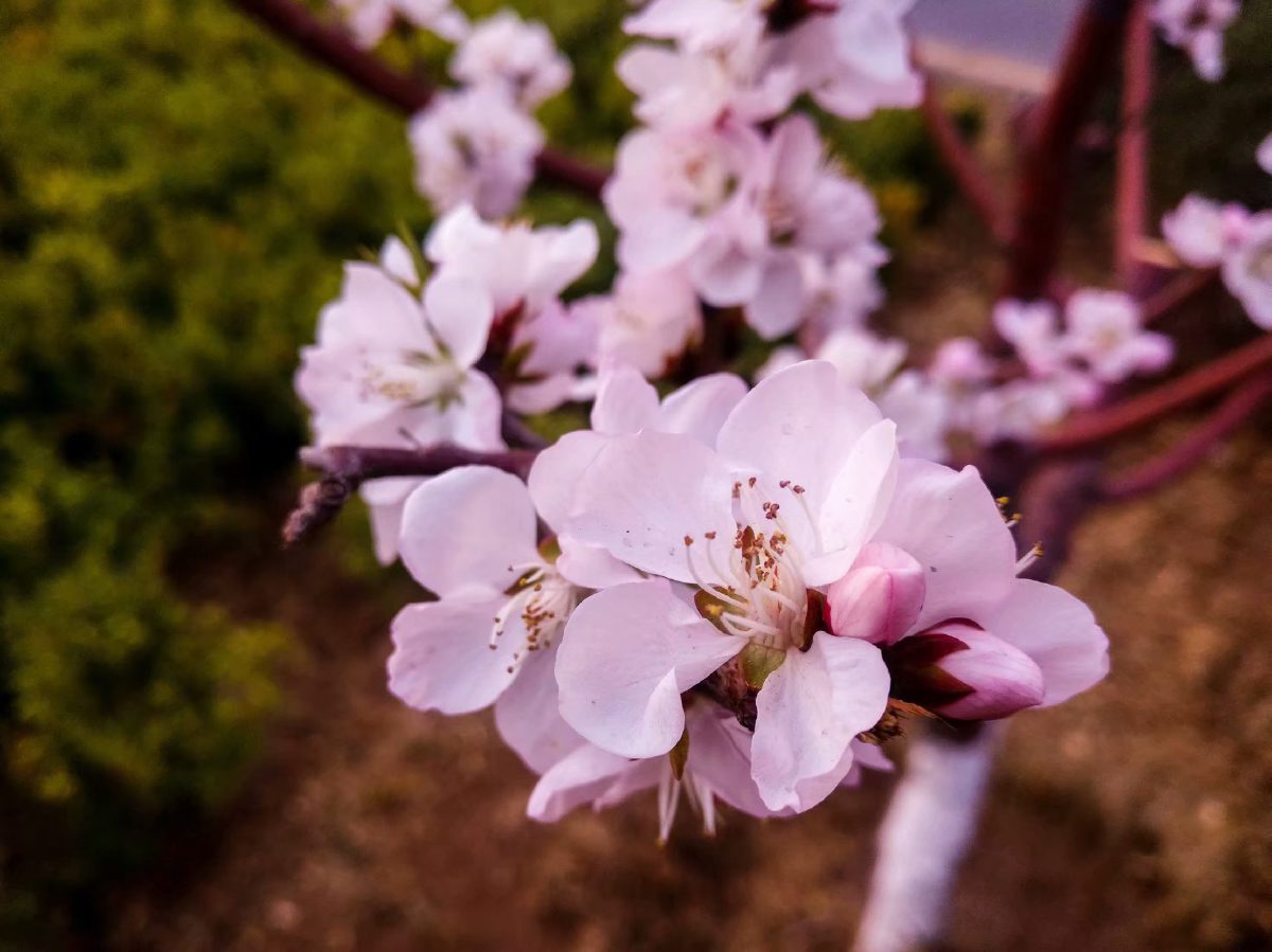 Spring